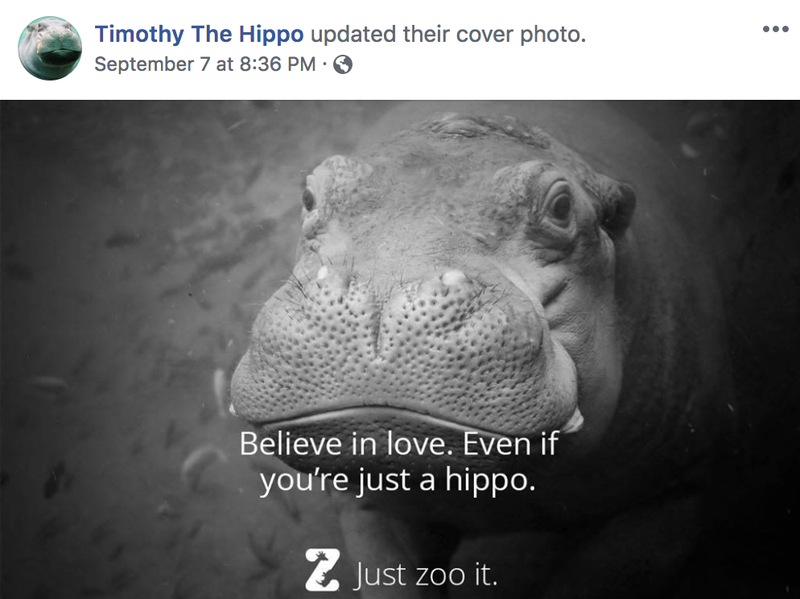 Illustration for article titled Saturday Night Social: Our Baby Fiona the Hippo Is Getting Tinder Blasts, Ahhh!